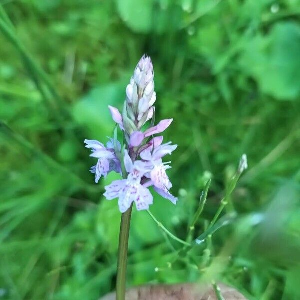 Dactylorhiza fuchsii Flower