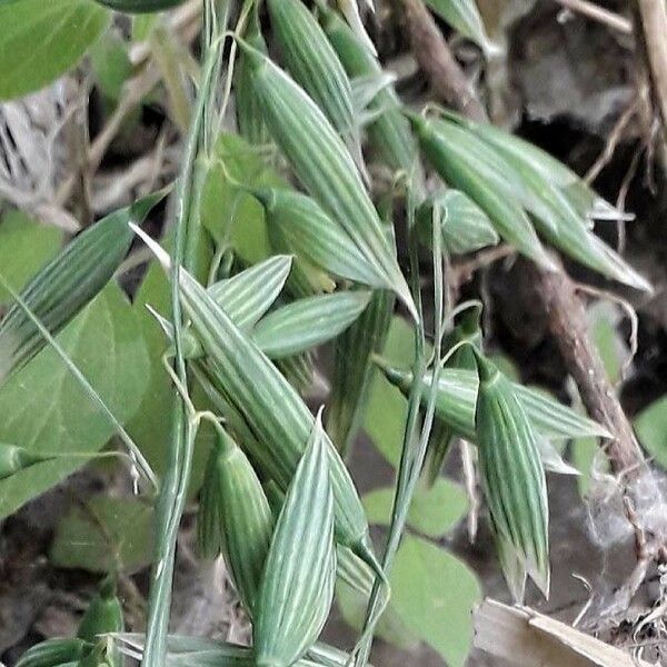 Avena sativa Fruit