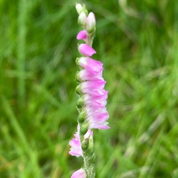 Spiranthes sinensis Flower