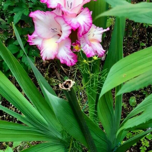 Gladiolus communis Blomst