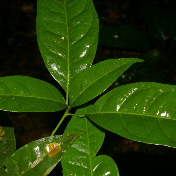 Peltostigma guatemalense 葉