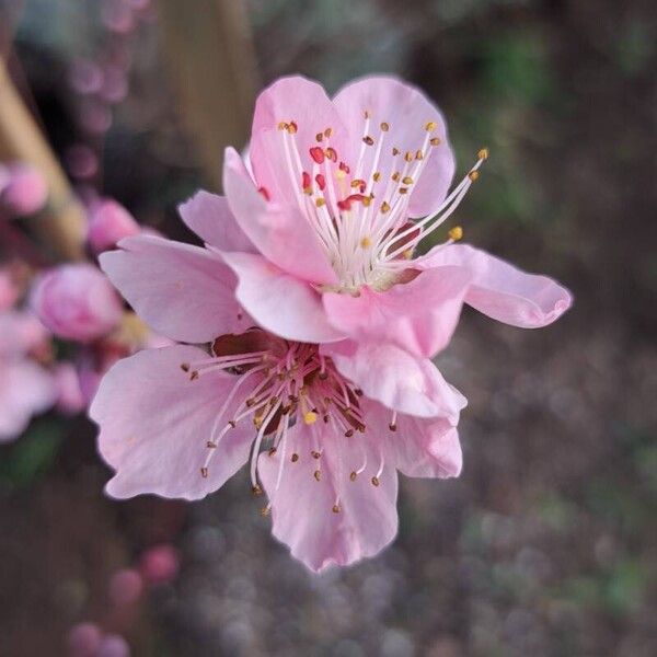 Prunus persica Bloem