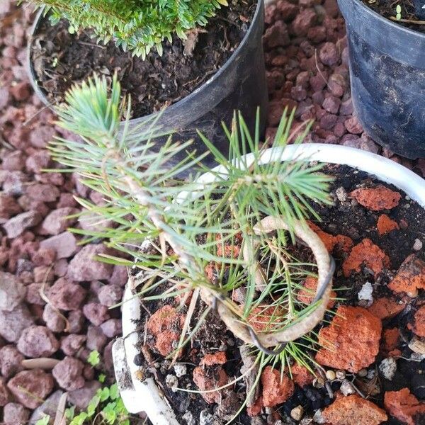 Pinus pinea Fuelha