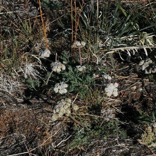 Lomatium nevadense عادت