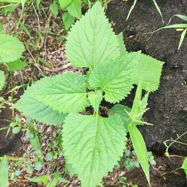 Leonotis nepetifolia Leaf