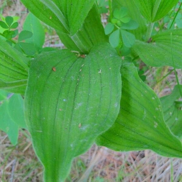 Cypripedium parviflorum 叶