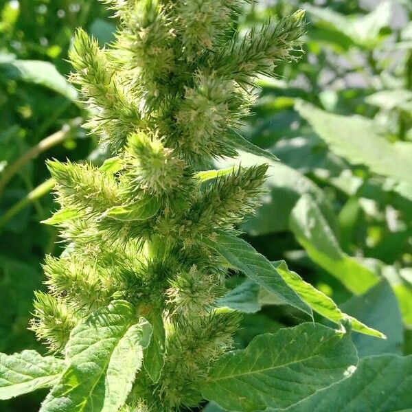 Amaranthus retroflexus Fiore