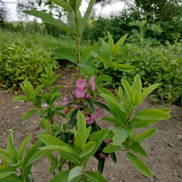 Kalmia angustifolia Цветок