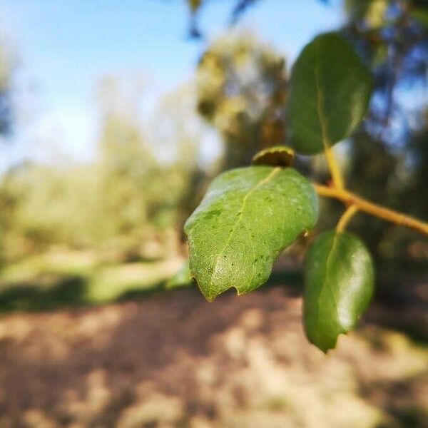 Quercus suber Лист