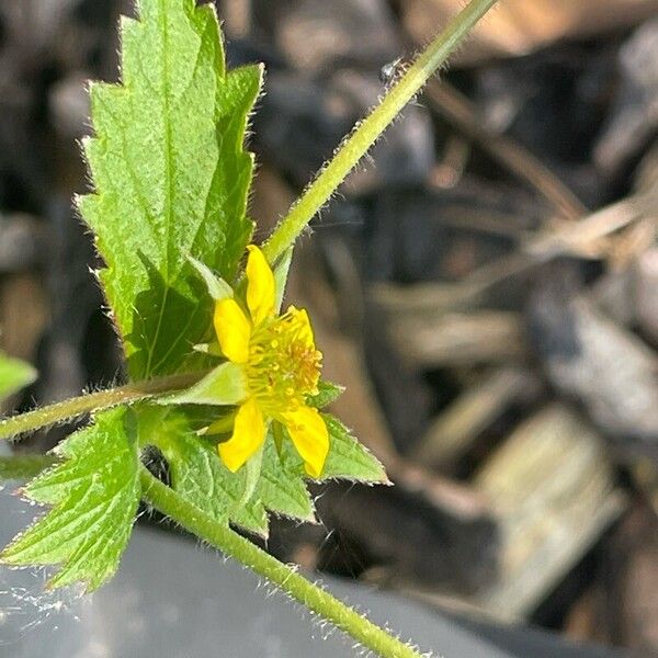 Geum urbanum موطن