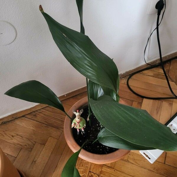 Aspidistra elatior Deilen