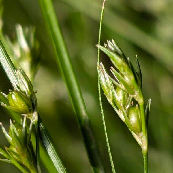 Juncus tenuis Meyve