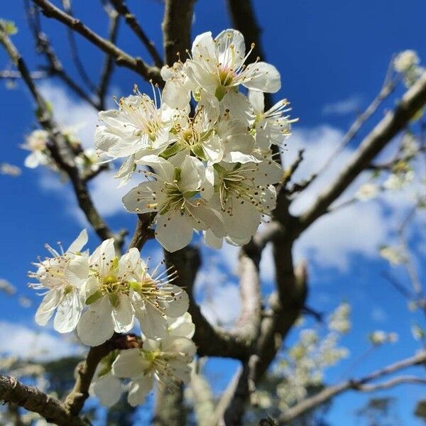 Prunus salicina Kwiat