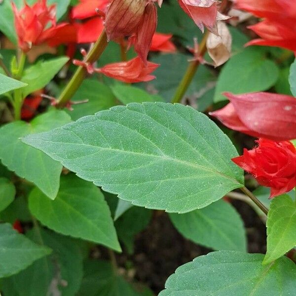 Salvia splendens Fuelha