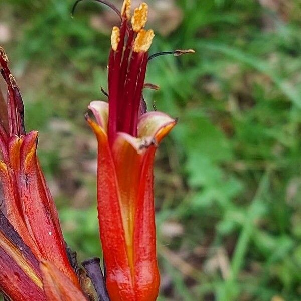 Phormium tenax फूल