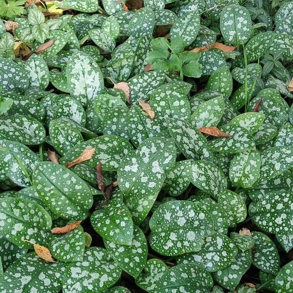 Pulmonaria officinalis List