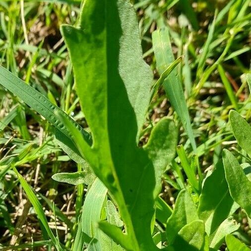 Eruca vesicaria Hostoa