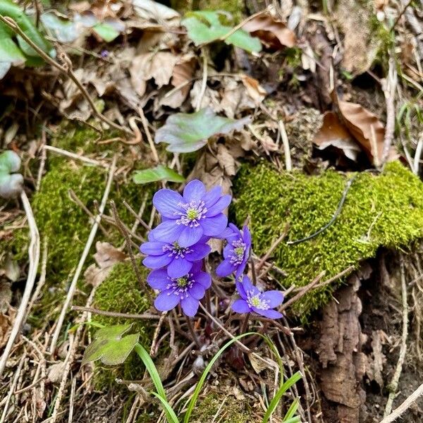 Hepatica nobilis Flower