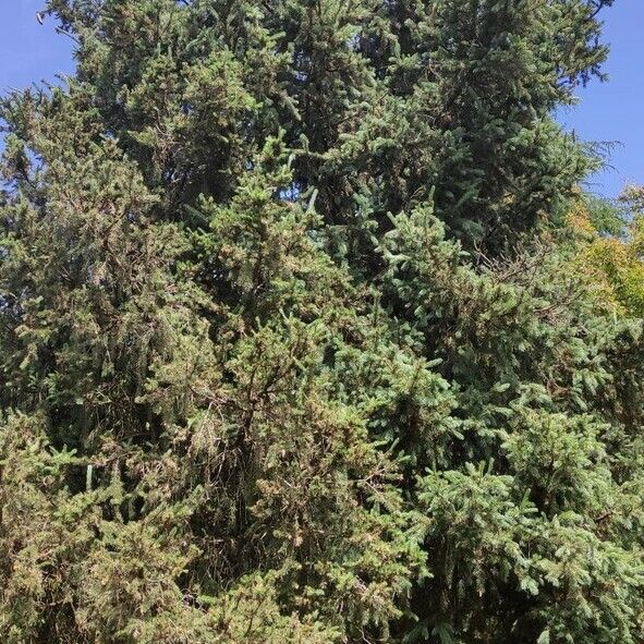 Picea smithiana Характер