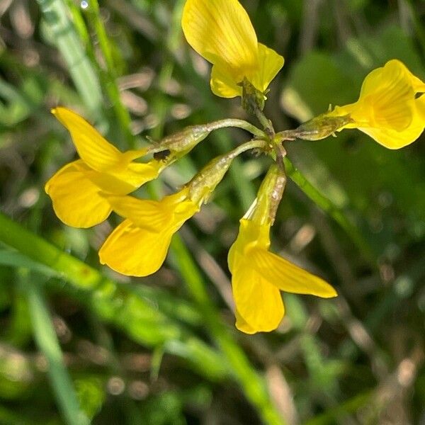 Hippocrepis comosa ফুল