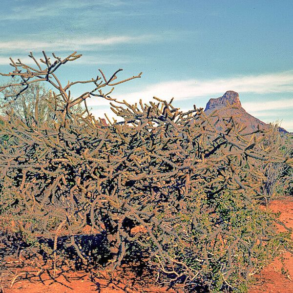 Cylindropuntia arbuscula Rusca