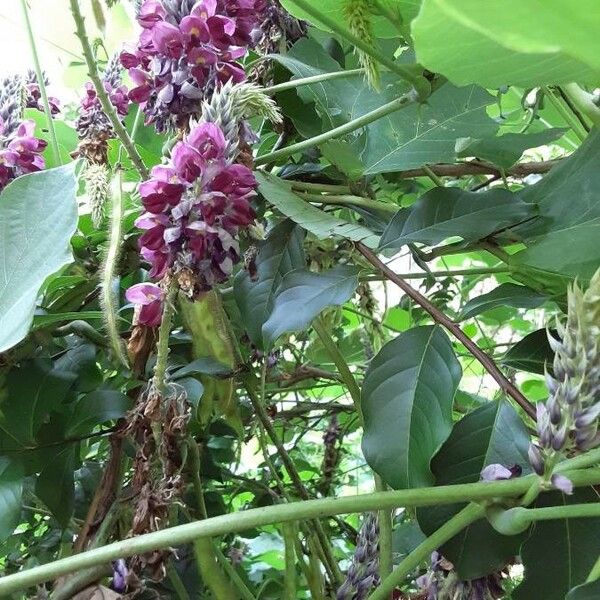 Pueraria montana Flower