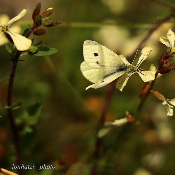 Eruca vesicaria Kvet