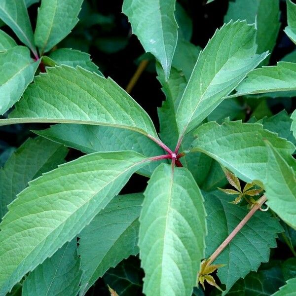 Parthenocissus inserta Blatt