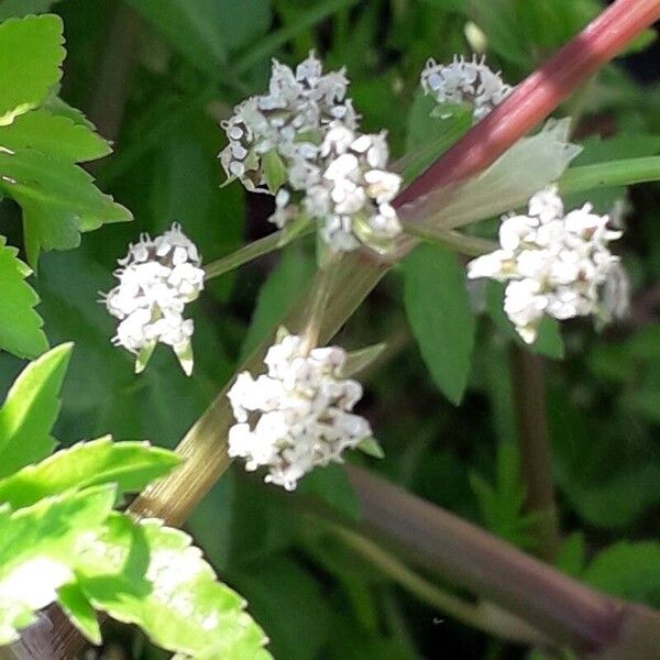 Helosciadium nodiflorum Flor