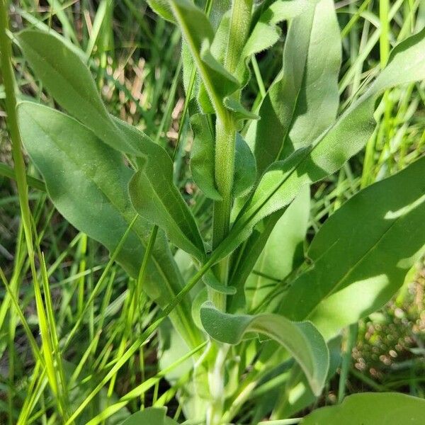 Cynoglossum creticum Foglia