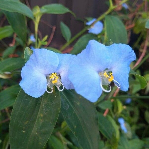 Commelina erecta Blodyn