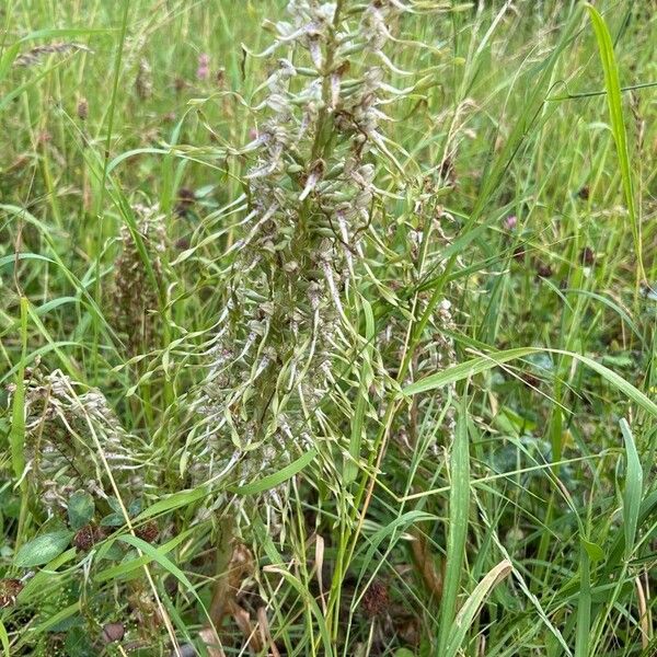 Himantoglossum hircinum Hábitos