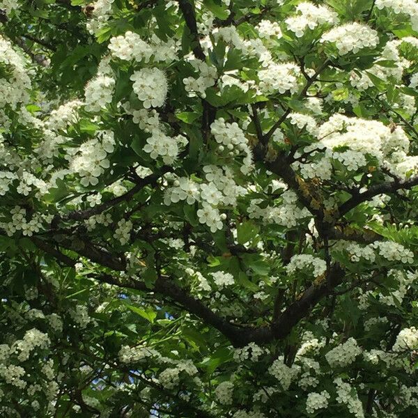 Crataegus laevigata Egyéb