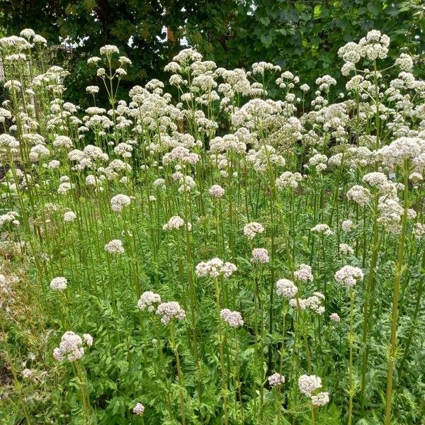 Valeriana officinalis Natur