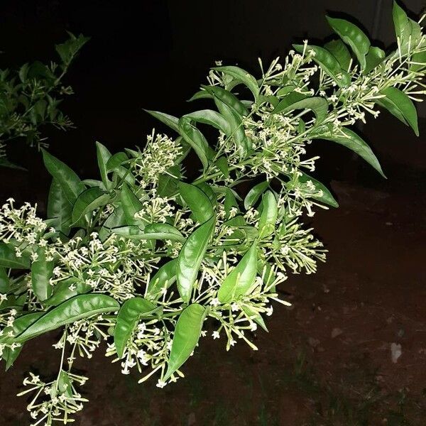 Cestrum diurnum Цветок