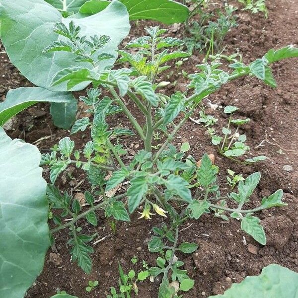 Solanum lycopersicum Агульны выгляд