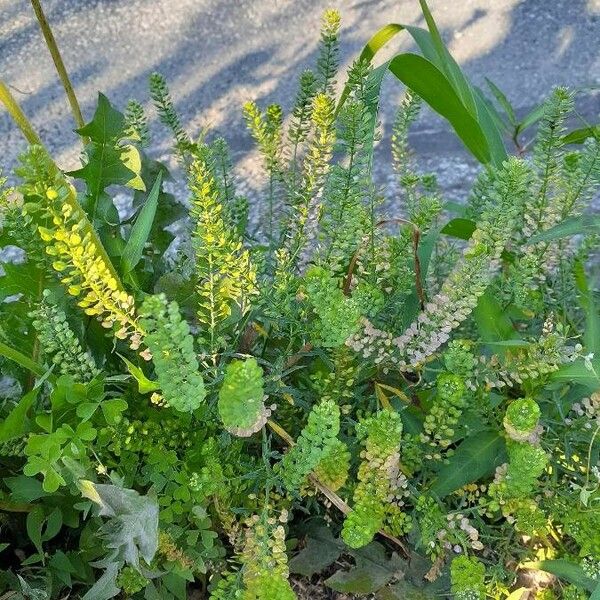 Lepidium bonariense List