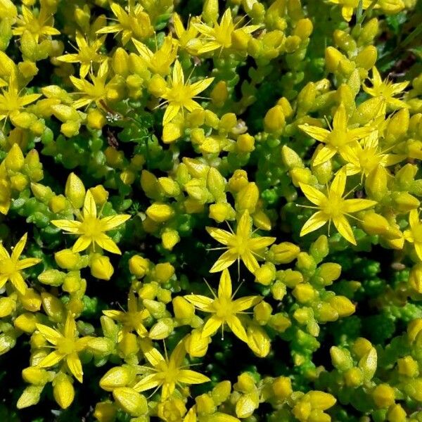 Sedum acre Цветок