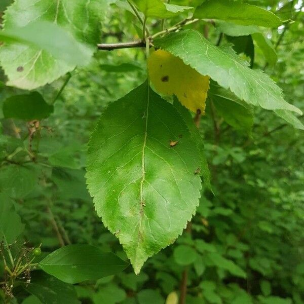 Malus sylvestris Levél