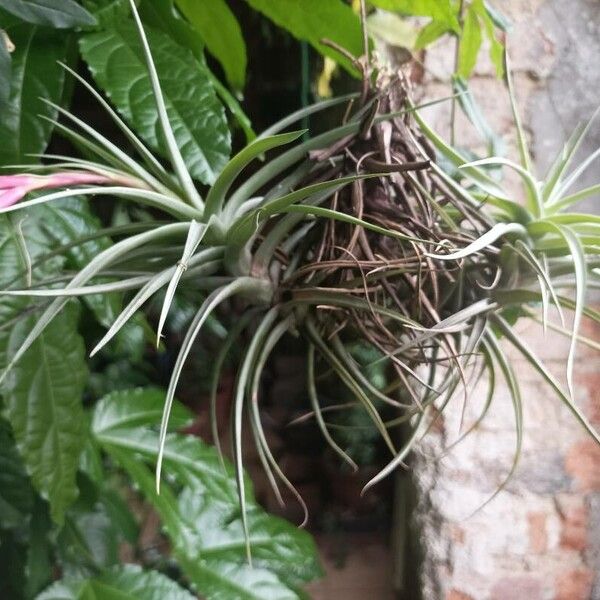 Tillandsia aeranthos Лист