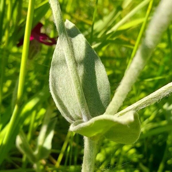 Silene coronaria List