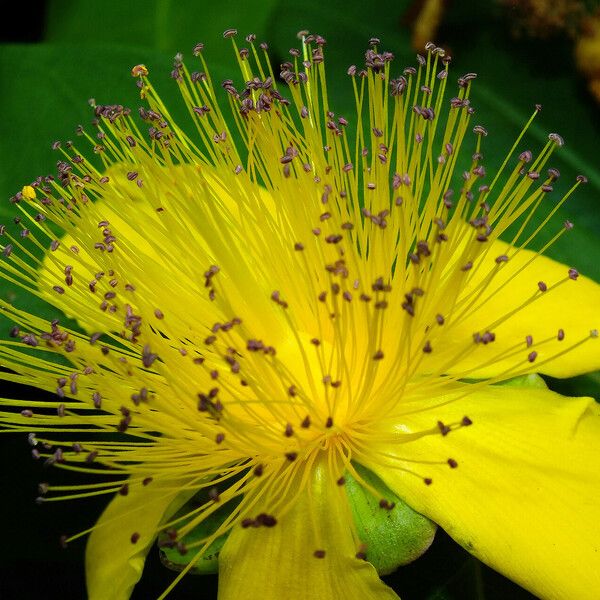 Hypericum calycinum Floare