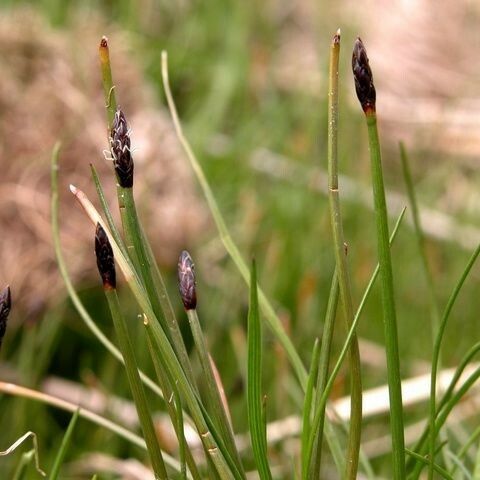 Eleocharis uniglumis ഫലം