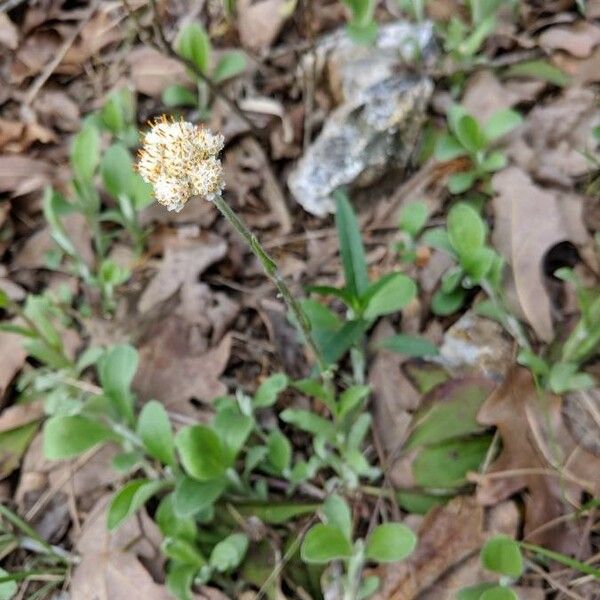 Antennaria plantaginifolia Flower