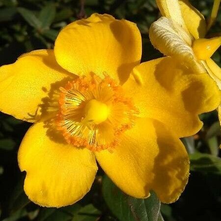 Hypericum × hidcoteense ফুল