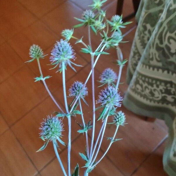 Eryngium planum ফুল