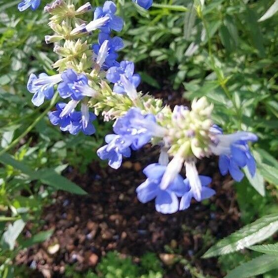 Salvia uliginosa Flower