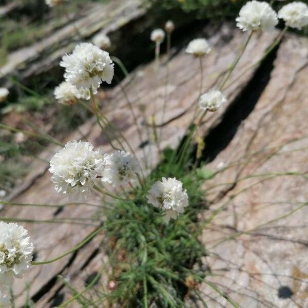 Armeria arenaria Blomst