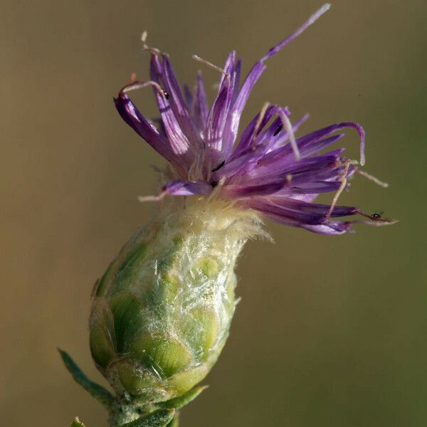 Leuzea repens Žiedas