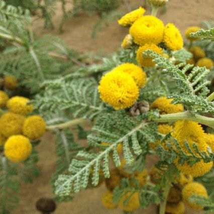 Tanacetum bipinnatum Blüte